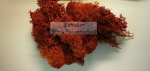 Islandmoos, herbstfarben, 40g